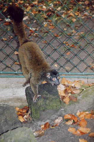 Zoo Eberswalde, ein Halbaffe auf Entdeckungstour