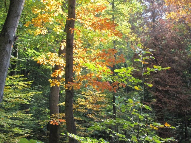 Herbstwald am Nonnenfließ