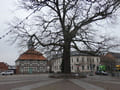 Jubiläumseiche mit Rathaus