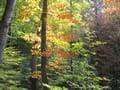 Herbstwald am Nonnenfließ