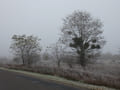 Herbstnebel an der Alten Hirschfelder Straße