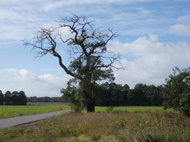 Landschaft am Dahme-Mühlen-Weg
