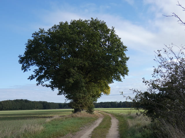 Landschaft bei Sagritz