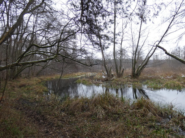 Sumpfgebiet an der Löcknitz
