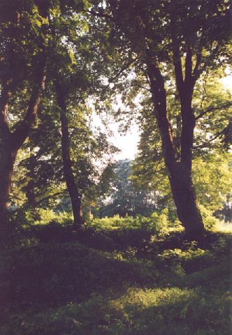 Schlosspark Gusow