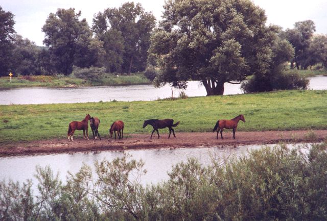 Pferde am Oderdeich