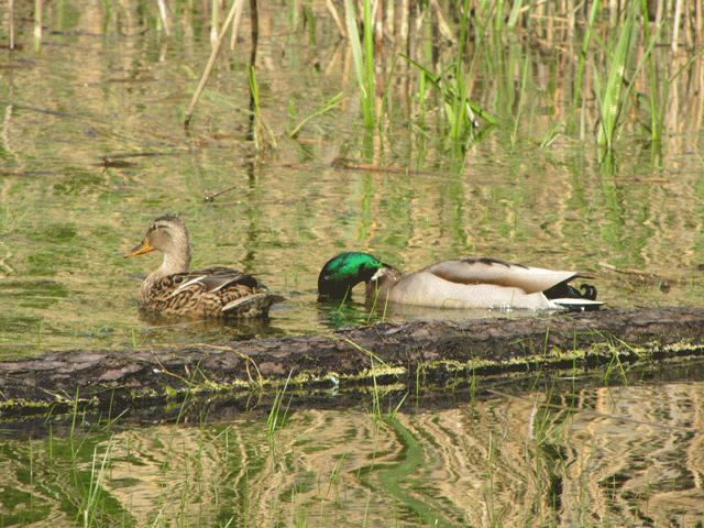 Besuch am Gamensee