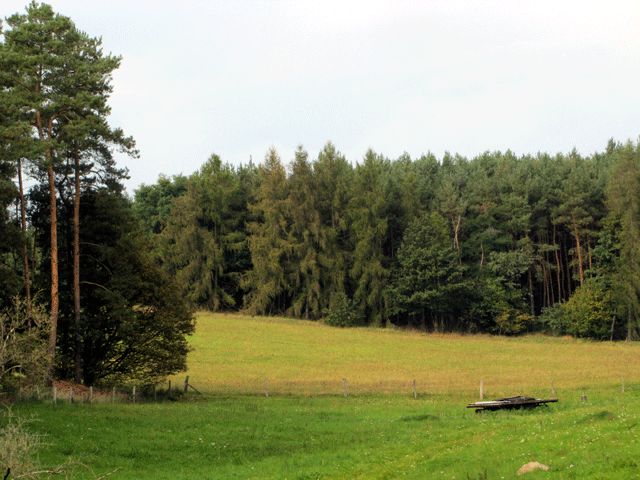 Waldgebiet Nähe Röthsee