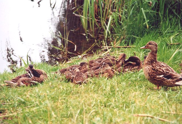 Familienleben am Waschbanksee