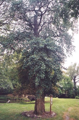 Gingkobaum im Gutspark