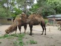 Oderbruchzoo Altreetz