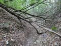 Wolfsschlucht