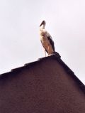 Storch