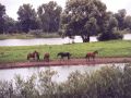 Pferde am Oderdeich
