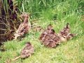 Familienleben am Waschbanksee