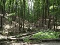 Waldgebiet am Baasee