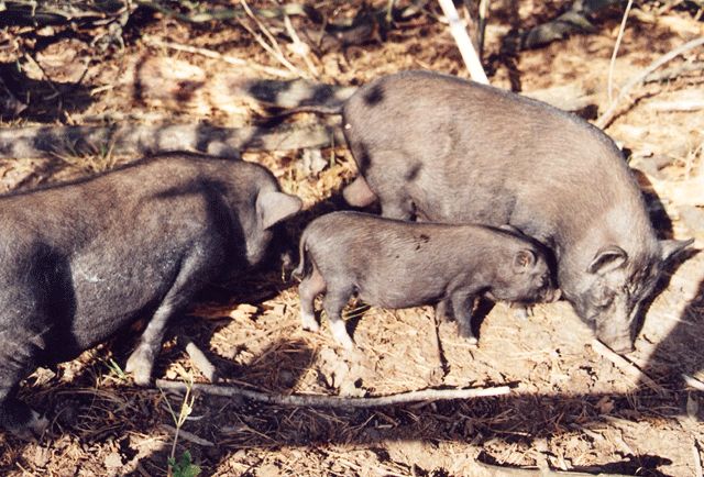 Wildpferdgehege und Haustierpark Liebenthal - Hängebauchschweine