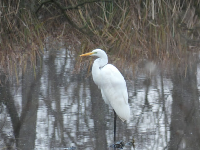 Silberreiher