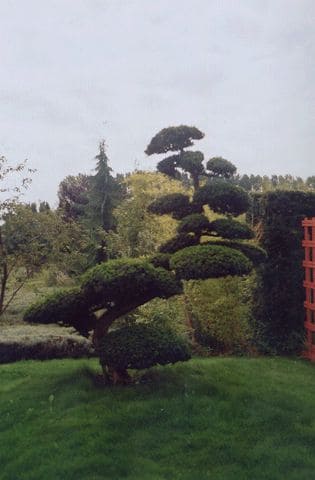 Schaugarten Schwante, Bonsai Japanische Eibe