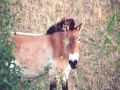 Wildpferdgehege und Haustierpark Liebenthal - Przewalski-Pferd