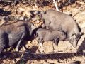 Wildpferdgehege und Haustierpark Liebenthal - Hängebauchschweine
