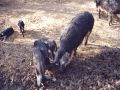 Wildpferdgehege und Haustierpark Liebenthal - Wollschweine