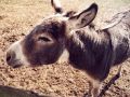 Wildpferdgehege und Haustierpark Liebenthal - Esel