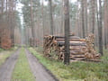 Weg vom Waldsee Richtung Sachsenhausen