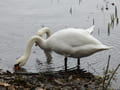 Schwäne am Lehnitzsee