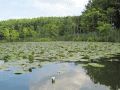 Seerosen auf dem Großen Wentowsee