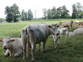 Kühe am Sportplatz