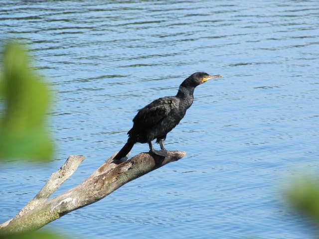 Ein Kormoran genießt die Aussicht am Heiligen See