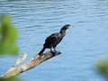 Ein Kormoran genießt die Aussicht am Heiligen See