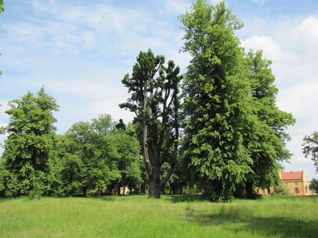 Schlosspark Petzow