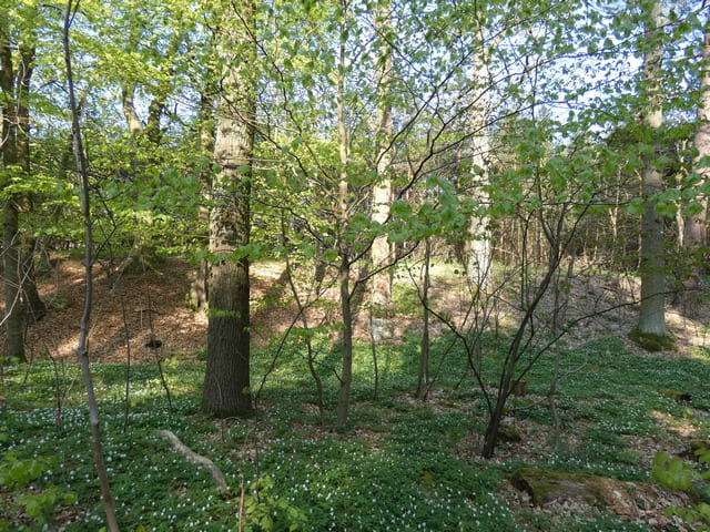 Anemonenblüte auf dem Weg zur Burg Rabenstein