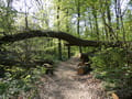 Weg von Raben zur Burg Rabenstein