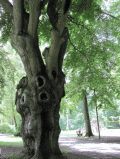 Alter Baumbestand im Schlosspark