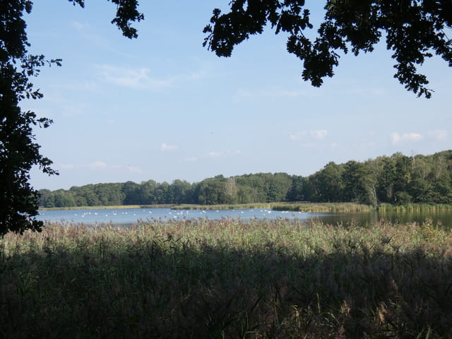 Neuendorfer Teich