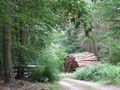 Im Grumsiner Forst bei Altkünkendorf