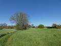 Blick zur Burgruine Vierraden