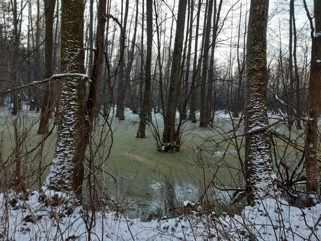 Feuchtgebiet am Hellsee