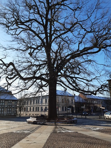 Jubiläumseiche am Markt