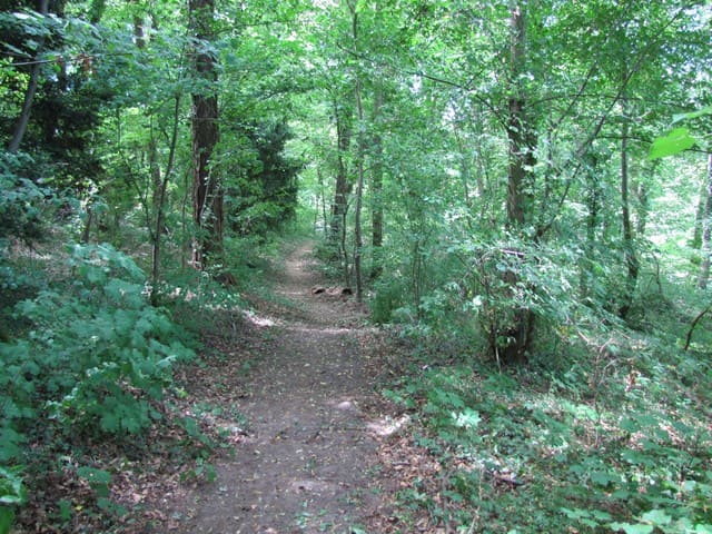 Naturlehrpfad Weinberg