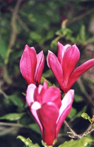 Forstbotanischer Garten, Dunkelblütige Purpur-Magnolie