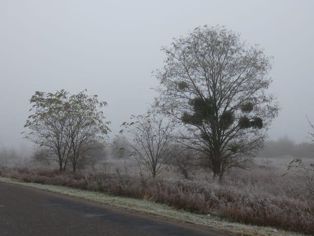 Herbstnebel an der Alten Hirschfelder Straße