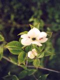 Forstbotanischer Garten, Blumen-Hartriegel