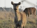 Wildfarm Werneuchen