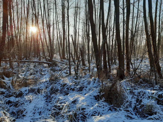 Feuchtgebiet am Pfauenfließ
