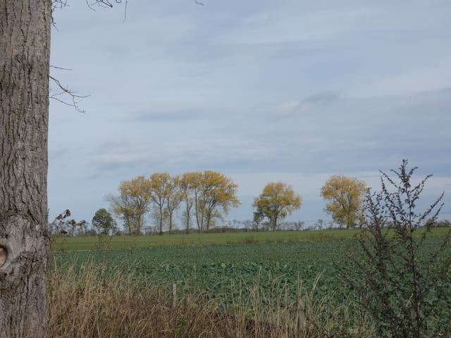 Landschaft zwischen Kiebitzsee und Blumberg