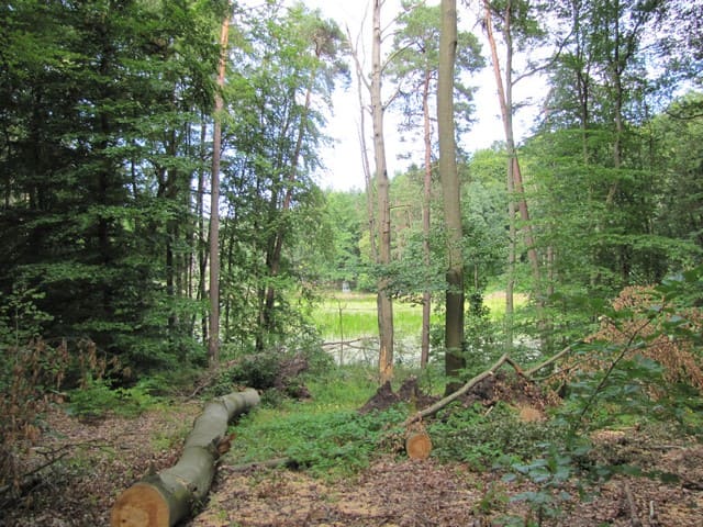 Blick zu den Bullenwiesen